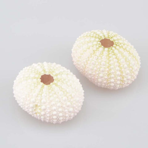 Sea Urchin