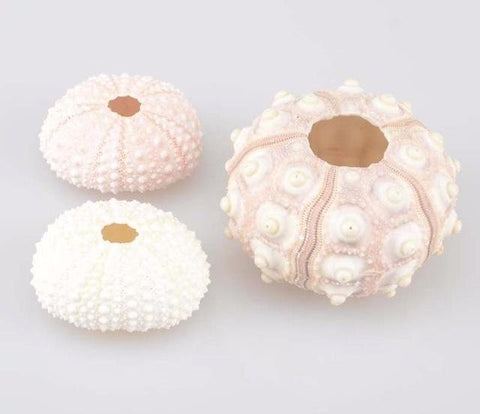 Sea Urchin
